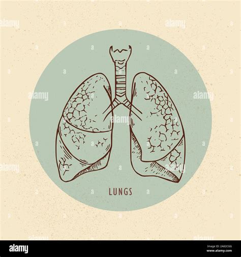 Vector Illustration Of Human Lungs Drawn In Retro Style With Background