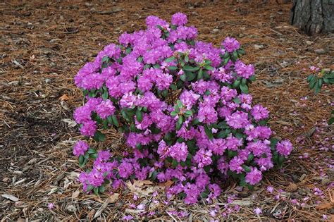 Compact Pjm Rhododendron Shrub Purplepink Flowers In The Spring