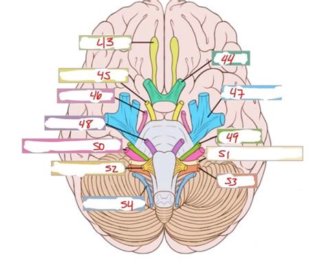 cranial nerve flashcards quizlet