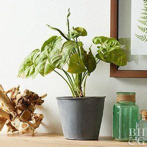Of The Easiest Houseplants You Can Grow Vine House