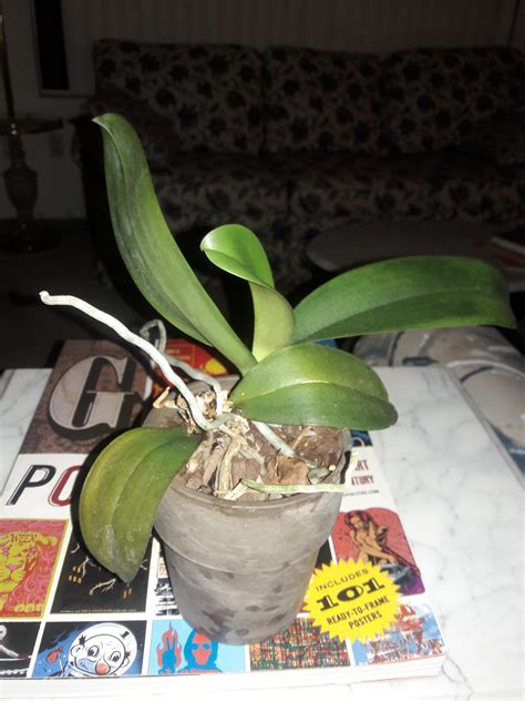 [beginner] I Dug A Phal With Crown Rot Out Of The Trash And She Made A Huge Keiki Advice From