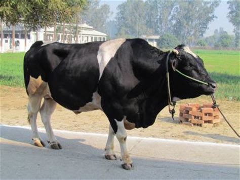 Suhu tubuh normal sapi perah. Jenis Sapi Perah dengan Produksi Susu TERBANYAK
