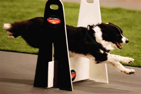 Top 10 Sports And Activities For Dogs