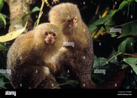 Pygmy Marmoset Cebuella Pygmaea Endangered Pair Worlds Smallest