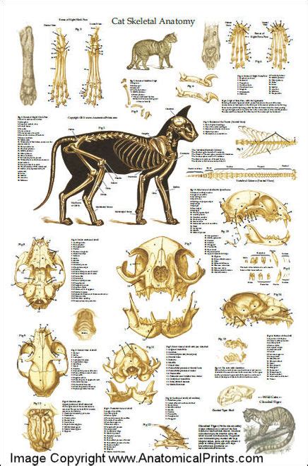 Cat Anatomy Poster And Skeleton Clinical Charts And Supplies