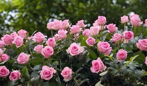 Where When And How To Plant Roses • The Garden Glove
