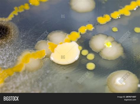 Colonies Different Image And Photo Free Trial Bigstock