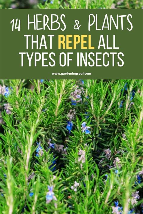 14 Herbs & Plants That Repel All Types Of Insects