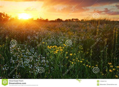 Wildflowers At Sunset Natural Landscape Stock Photo Image Of Grass