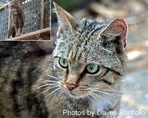 Best apartment hotels in caracal, romania. Beautiful European WildCats Photos