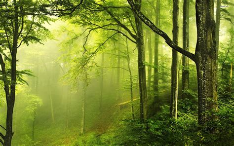 Free Download Green Forest Wallpapers 1920x1200 For Your Desktop