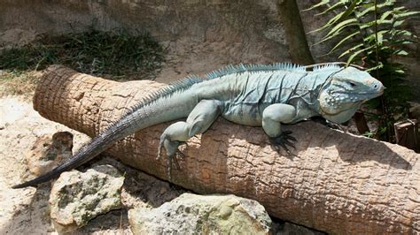 Grand Cayman Rock Iguana Attraction Central Florida Zoo Animals