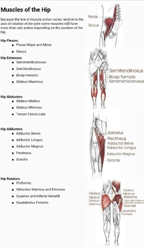 Some of the other muscles in the hip are: 55 best Human Anatomy images on Pinterest | Human anatomy ...
