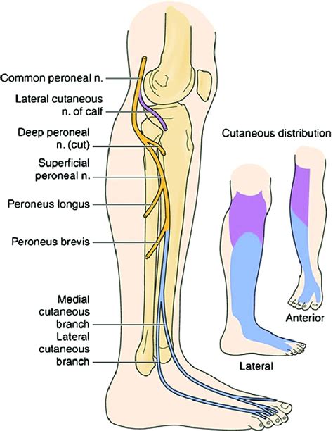 Common Blue And Superficial Purple Peroneal Nerve Branch Cutaneous
