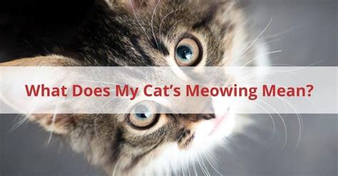 A feral cat has never associated with humans.how did feral cats come to be? What Does My Cat's Meowing Mean? Understanding Your Cats Meow.