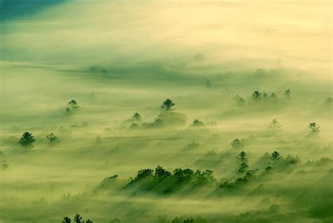 Trees Thru The Mist Photograph By Itai Minovitz Pixels