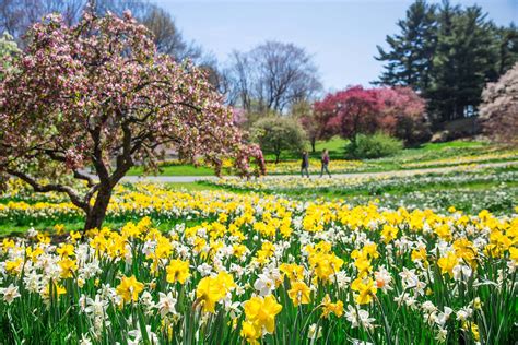 Take A Virtual Spring Stroll Through The New York Botanical Garden