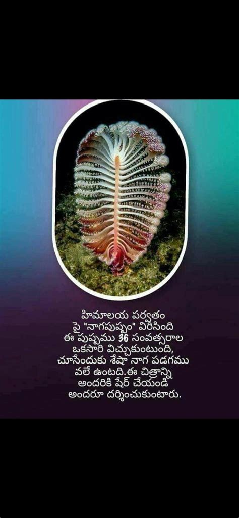 Pin By M Ramalakshmi On Nature Hindu Mantras Nature Plants