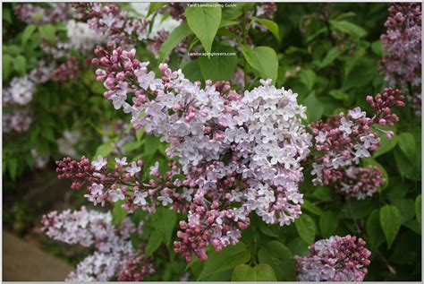 Best shrubs with pink flowers. Knowledge About Landscaping | Pink flowering bushes ...