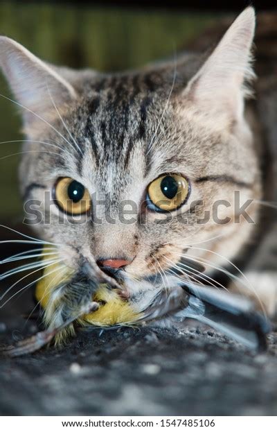 Domestic Cat Hunt Bird Brang Home Stock Photo 1547485106 Shutterstock