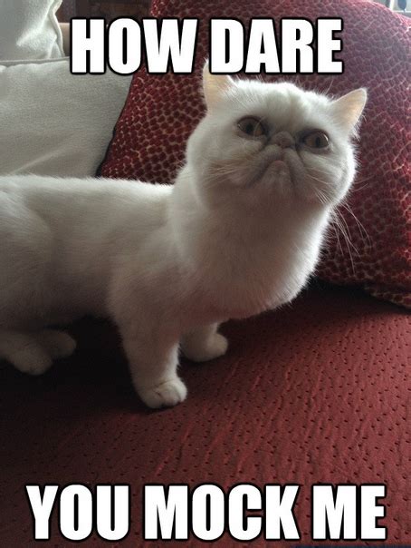 The 14 Funniest Persian Cat Memes Of 2019 Page 3 Of 3 Petpress