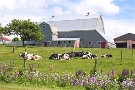 Dairy Farm Dairy Cows Laying Out In Front Of A Barn In A Farm Field