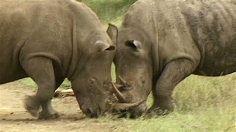 western black rhino declared extinct cnn
