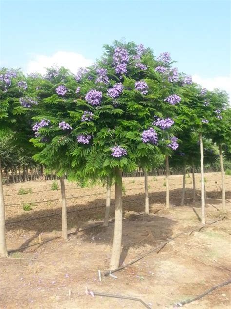 A truly dwarf jacaranda with showy, large, deep purple, tubular flowers. Jacaranda Bonsai Blue | Shrub of the Month | Mr Plant Geek