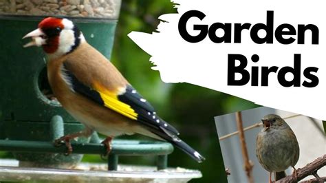 How To Identify Common Garden Birds Including Their Songs Youtube