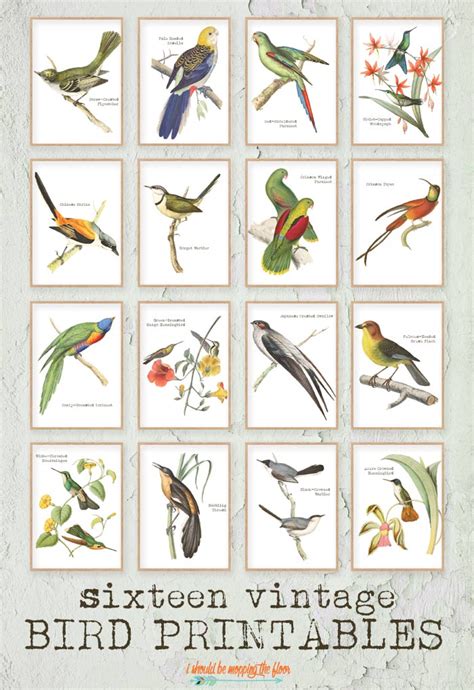 These 15 Vintage Bird Prints Are Perfectly Antique And Simple Display