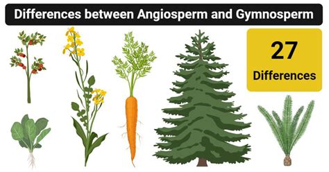 Gymnosperms And Angiosperms Have The Following In Common Except 32