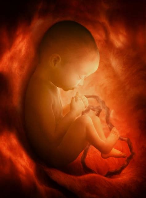Human Foetus In The Womb Artwork Photograph By Jellyfish Pictures