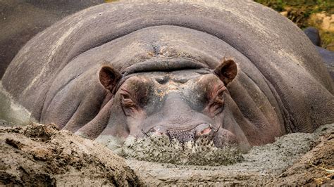 Over 2,531 hippo in water pictures to choose from, with no signup needed. Excess hippo dung may be harming aquatic species across ...