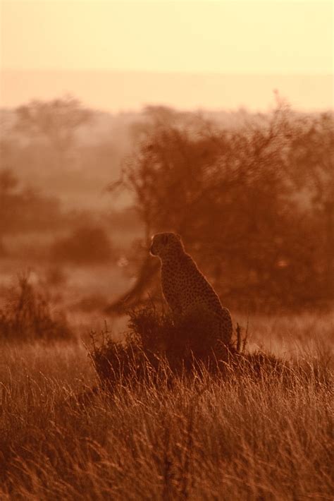 Cheetah Scouting At Sunrise Amrishwadekar Flickr