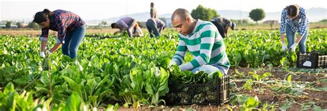 Agricultura De Jardinagem Características