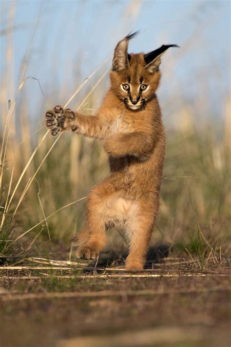 Important Facts About Caracal Pet You Need To Know