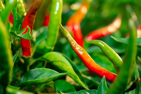 The Chilli Plant Growing Stages All You Need To Know