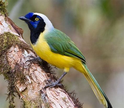 South American Birds | Pretty bird , South American | Feathers
