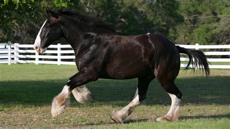 Biggest Horse Breeds The Five Which Produce The Worlds Largest Horses