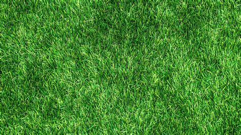 Download Wallpaper 1920x1080 Lawn Grass Green Thick