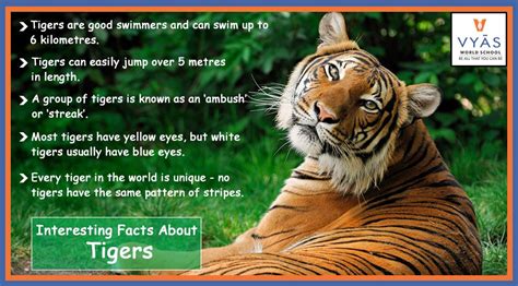 Interesting Facts About Tigers Tiger Facts Pet Tiger Tiger Pictures