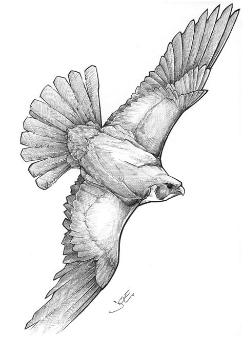 Eagle In Flight Drawing At Getdrawings Free Download