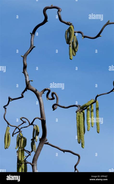 Harry Lauder S Walking Stick Corylus Avellana Contorta Is A Contorted