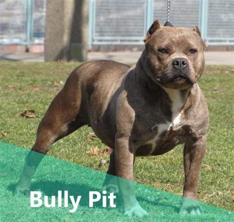 Top 5 Myths On The American Bulldog Pitbull Mix Animalso