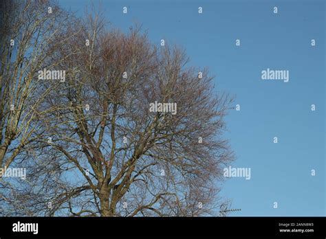 Leafless Tree Hi Res Stock Photography And Images Alamy