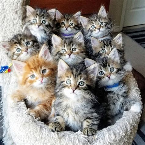 9 Kittens All Looking At The Camera