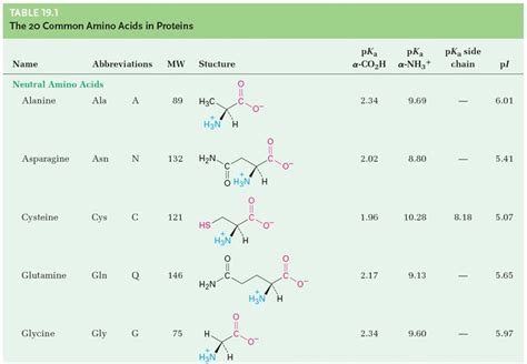 Nature Of Amino Acids