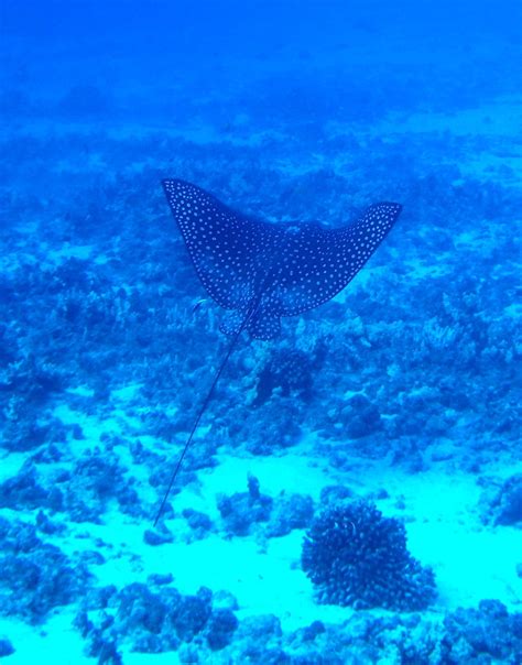 Spotted Eagle Ray Hawaii A Spotted Eagle Ray Taking