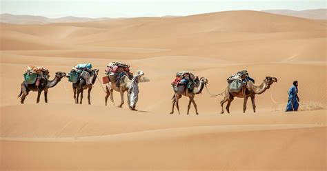 Caravane Nomade Sahraouie Avec Dromadaires Dans Le Geofr
