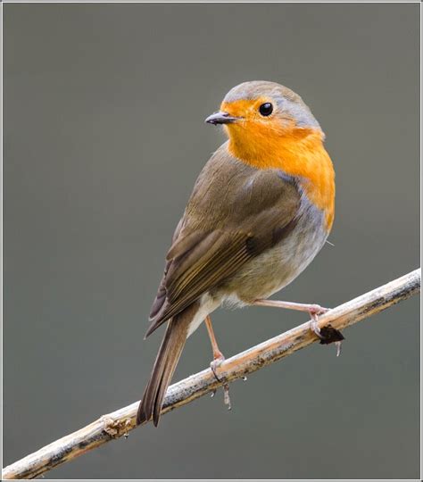 Explorations Of An Ecologist Common British Birds Photoshoot